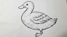 How To Draw Duck For Beginners __ Duck Drawing Step By Step __ Duck Drawing easy