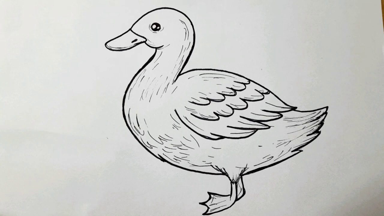How To Draw Duck For Beginners __ Duck Drawing Step By Step __ Duck Drawing easy