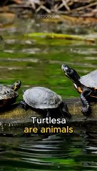 Tortoises are The longest-living late animal in the world.
