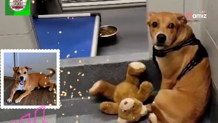 Un chien abandonné ne quitte jamais son ours en peluche pour une raison qui brise le cœur des sauveteurs (vidéo)