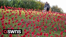 More than 2,000 poppies made from plastic bottles have been planted on a Black Country roadside