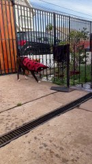 Boxer Takes Her Sweater Off