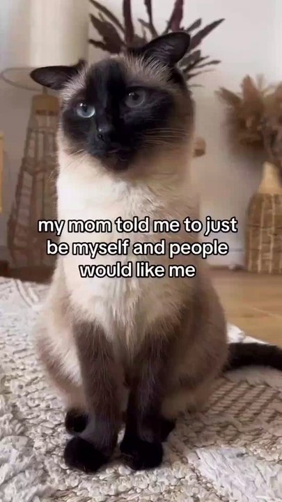 Cat Meowing|Cat Sound| Cute Cat Videos #shorts #cat #cats #dog #puppy #catlover #catfunnyshorts