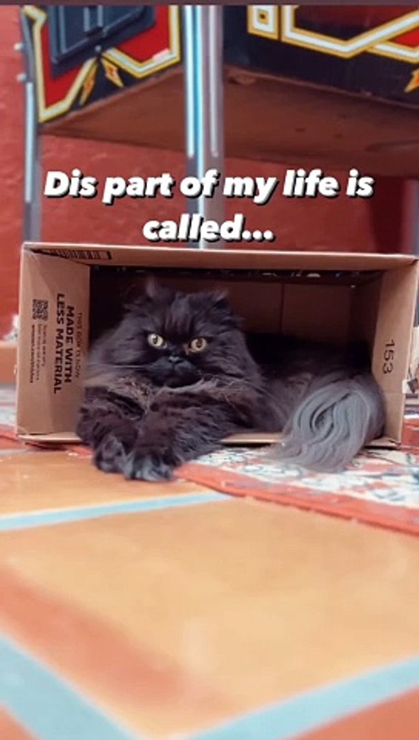 ⁣Cat Meowing|Cat Sound| Cute Cat Videos #shorts #cat #cats #dog #puppy #catlover #catfunnyshorts