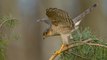 Sparrowhawk stops to find prey in back garden of Merseyside semi
