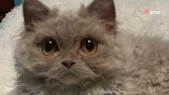 Il partage des images de son chaton atypique : plus de 1,7 million d’internautes sont subjugués