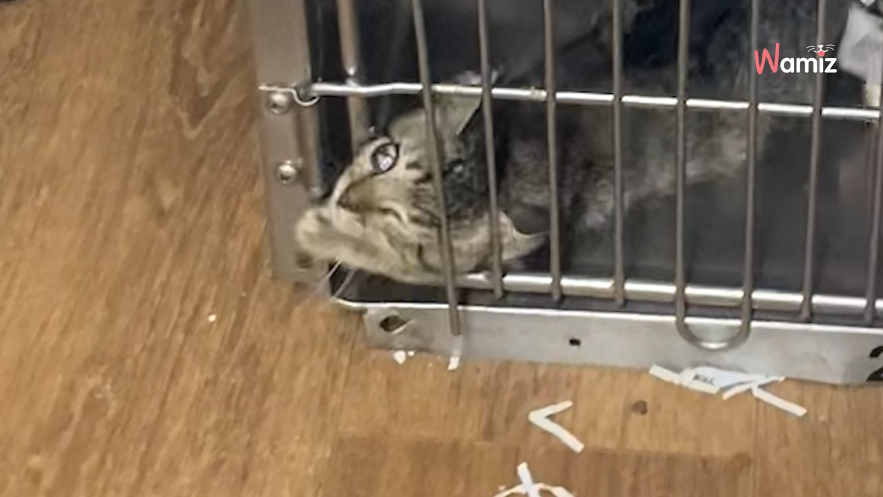 Ce chaton refuse de vivre derrière des barreaux : 2M de personnes assistent bouche bée à son évasion (vidéo)