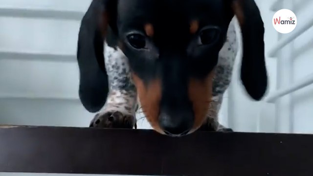 Niebywałe umaszczenie tego jamnika sprawia, że wszyscy myślą, że założył sweter!