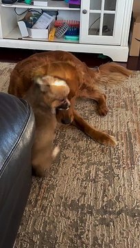 Patient Golden Plays With Crazy Corgi Puppy