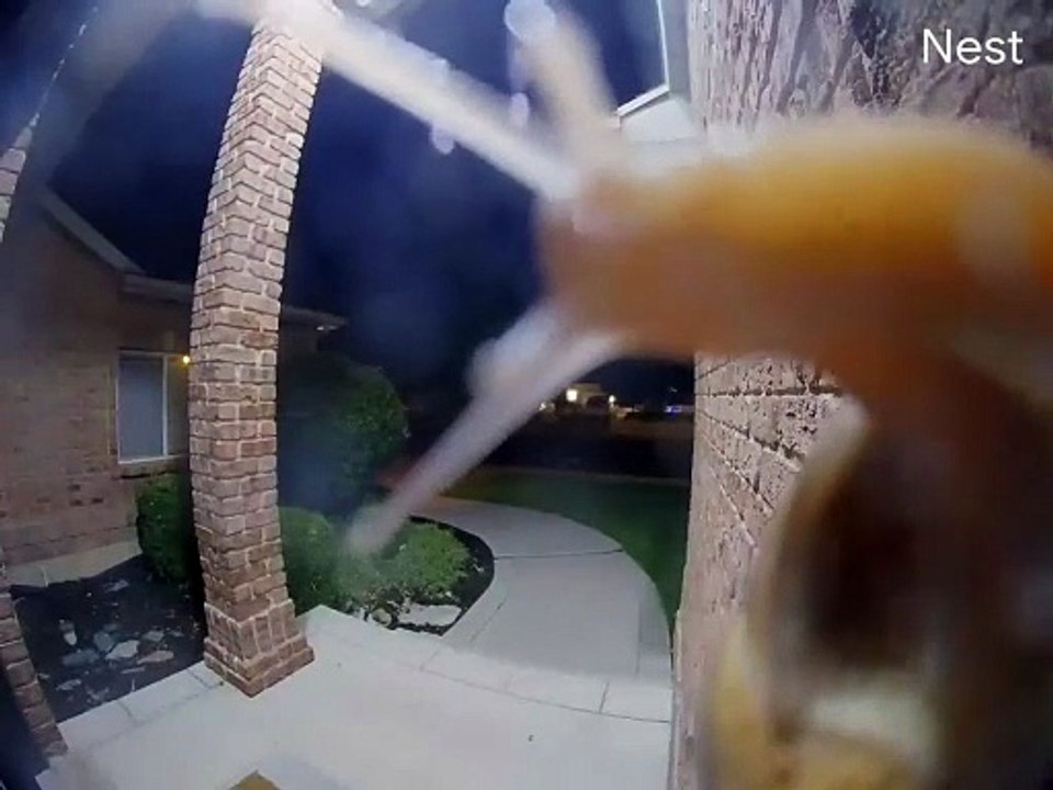 Snail Says Shello