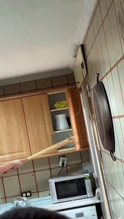 Rats In The Kitchen