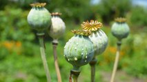 Afganistán: La Producción De Opio En Afganistán Se Desploma Un 95%