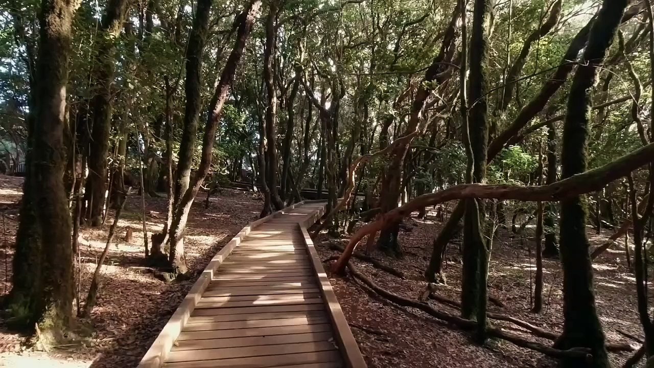 path in the forest