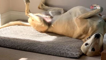 Hund humpelt plötzlich: Als sein Halter die Diagnose erfährt, traut er seinen Ohren nicht