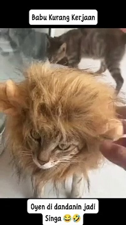 Jadi singa