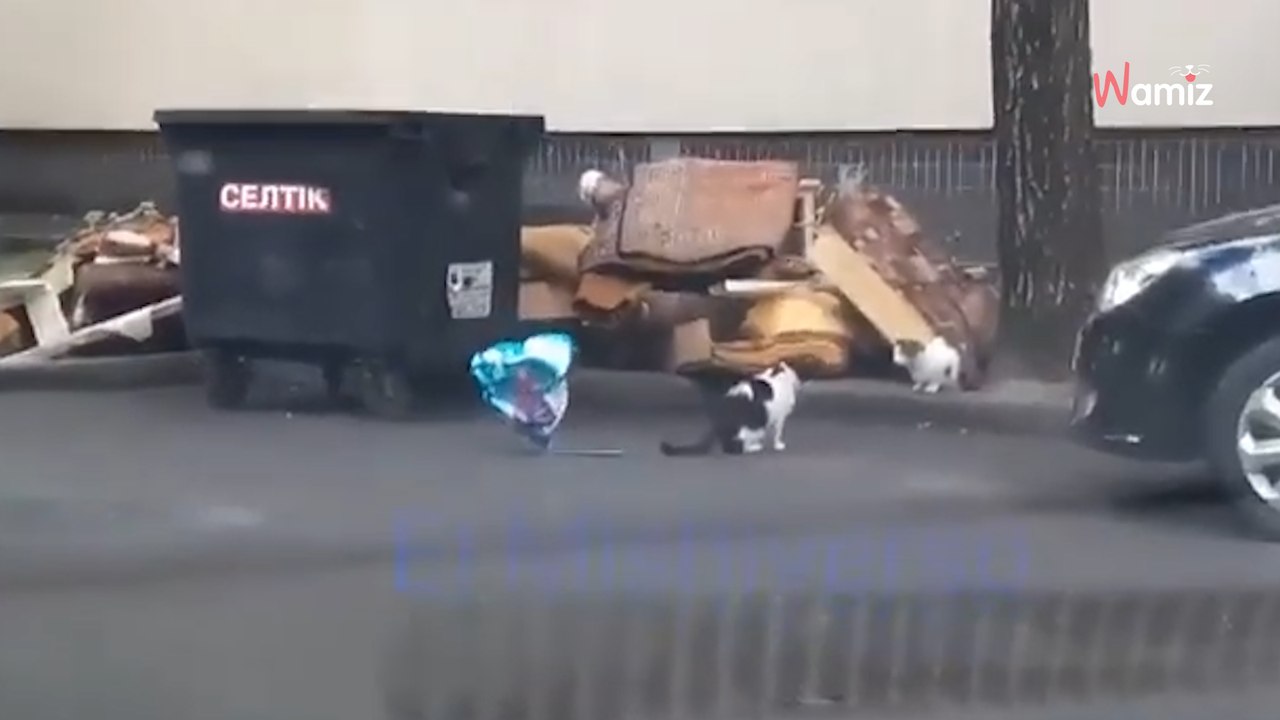 Katze findet einen Herz-Ballon und bringt ihn zur Liebe ihres Lebens