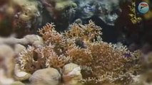 Fire Coral Facts & Body Parts | Fire Coral | Fire Coral Body Parts | #deepdip