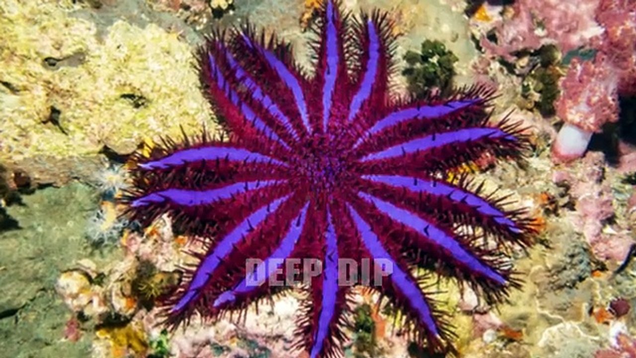 Crown of thorns Starfish Facts | Crown of thorns Starfish | Crown of thorns Starfish| #deepdip