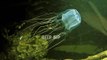 Box Jellyfish Facts & Body Parts | Box Jellyfish | Box Jellyfish Body Parts | #deepdip