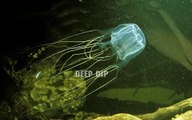 Box Jellyfish Facts & Body Parts | Box Jellyfish | Box Jellyfish Body Parts | #deepdip