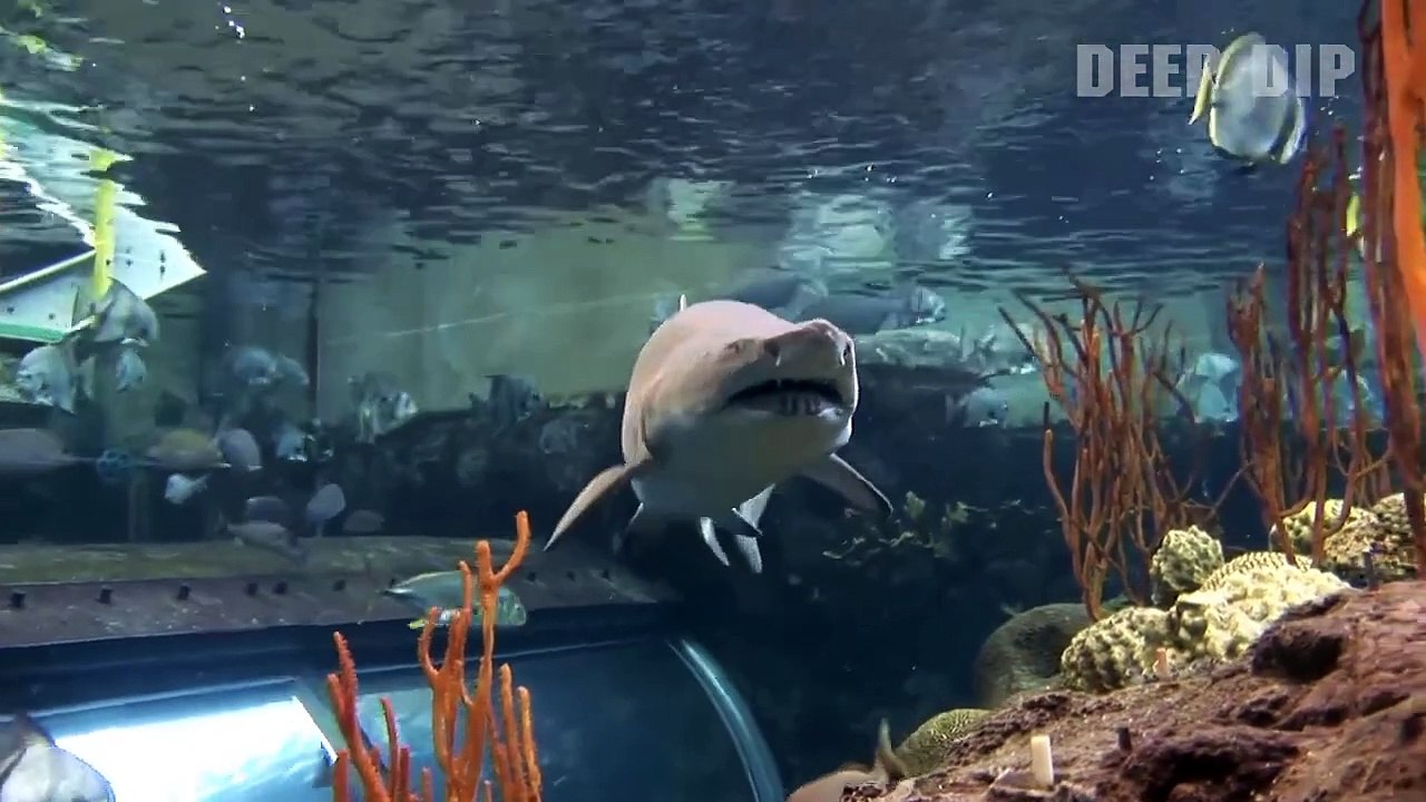 Sand Tiger Shark Facts & Body Parts | Sand Tiger Shark| Sand Tiger Shark Body Parts | #deepdip