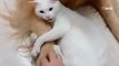 „Nie dotykaj!”: reakcja tego zaborczego kota rozbawi Cię do łez (video)