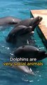 Dolphins | Intelligent animals that are very close to humans.