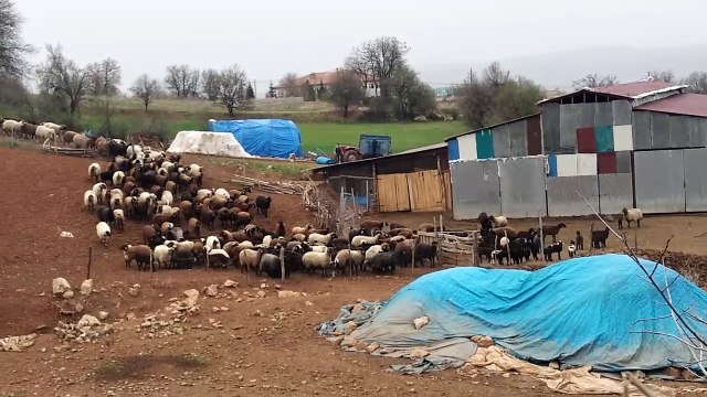 Koyun Kuzuya Karışır (Bağlarbaşı Köyü)