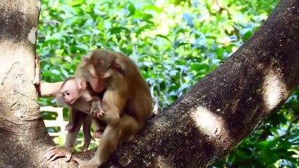 Adult Monkey Like to Eat COCONUT, Look So Lovely