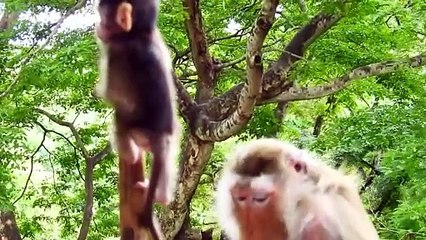 Ah Great, Cutie Baby TESSA Climbing the Bamboo Smoothly