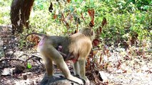Ah Awesome....!, Mother Monkey Breaks Hard Coconut By Mouth