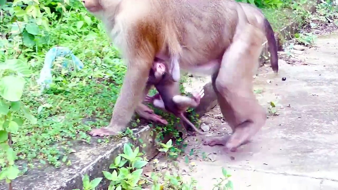 Ah hold strongly up baby!, Monaco baby monkey try hard to hold leg of mother during walking