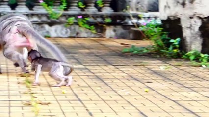 Ah How Cute Of Bean Baby And Young Female Are! Bean Performs Good Actions