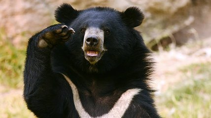 Ucrania: El Oso Que Sobrevivió A Un Bombardeo Ruso Será Realojado