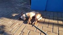 Cachorro retirado de bueiro precisa de resgate urgente