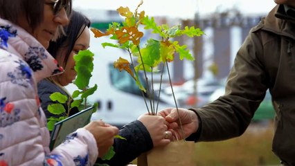 kurier drzewko podpisy