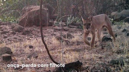 Animais silvestres são detectados no parque de energia solar Sol do Cerrado