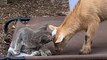 Stray Kitten Walks Into A Farm And Decides To Move In With A Couple Of Twin Goats