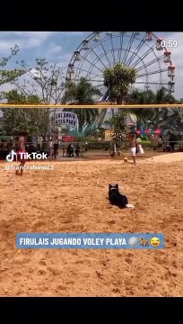 Perro asombró al jugar vóley playa como todo un profesional: Firulais, el mejor armador