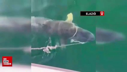 Elazığ’da yakalanan dev Fırat turnası görenleri şaşırttı