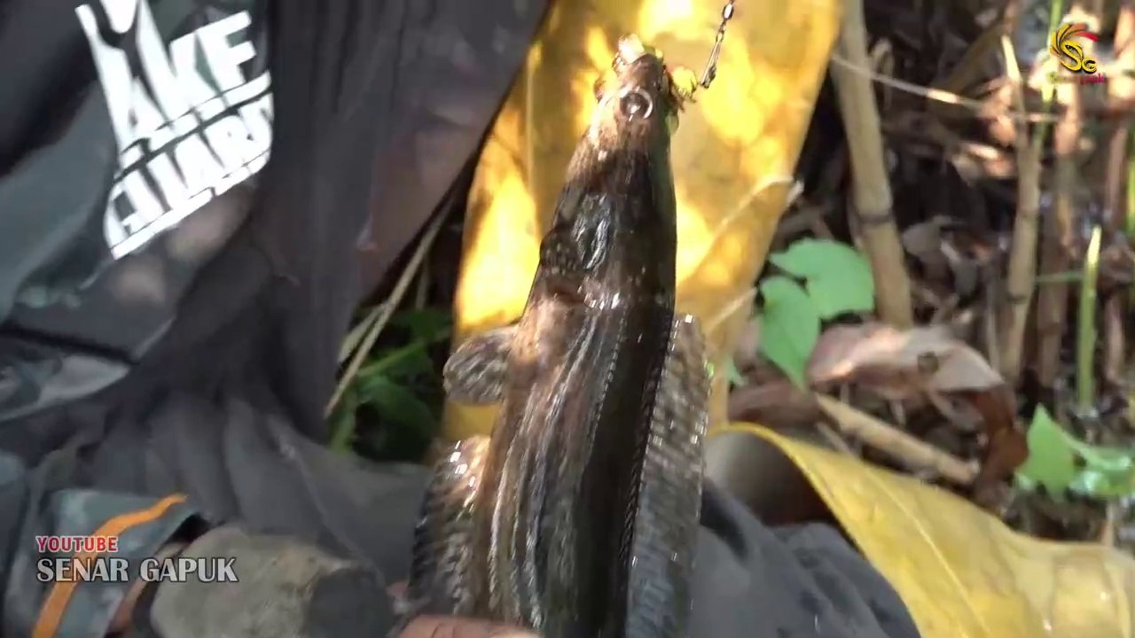 Strike bisa sampai berkali-kali mancing dirawa ini