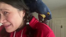 OH NO! I AM PANICKING My HYACINTH MACAW PARROT wants to BITE OFF  his LEG because of the LegBand