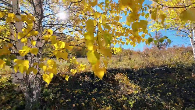 Четыре Минуты В Защиту Гравитации. Катон-Карагай. Австрийская Дорога. Казахстан