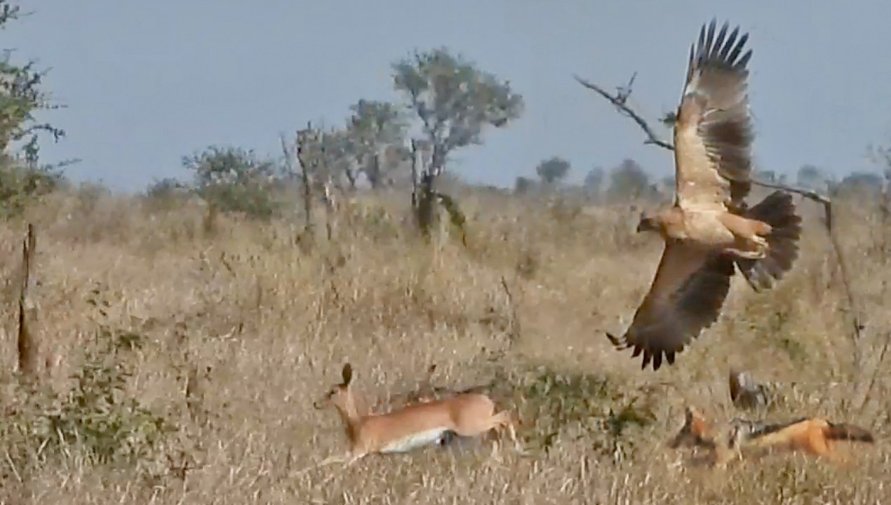 Eagle & 2 Jackals Hunt the Same Buck
