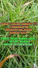 Tanaman hias, mungkin tidak asing lagi !!!