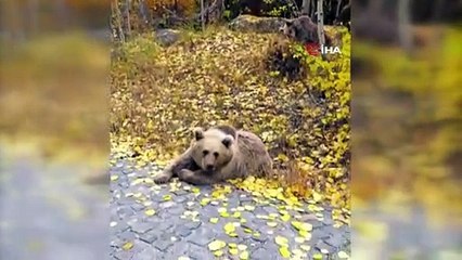 Çoluk çocuk birlikte ayıları beslediler