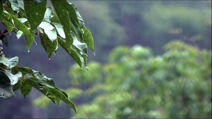 15 Minute Meditation - Rain on a Tin Roof - White Noise Rain