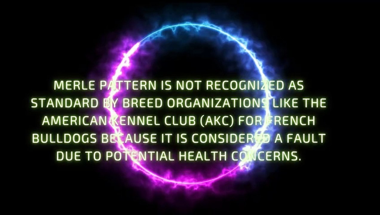 Merle French Bulldogs