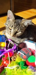 Catnip Cat Nap On Toy Box