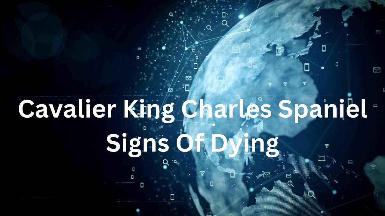 Cavalier King Charles Spaniel Signs Of Dying